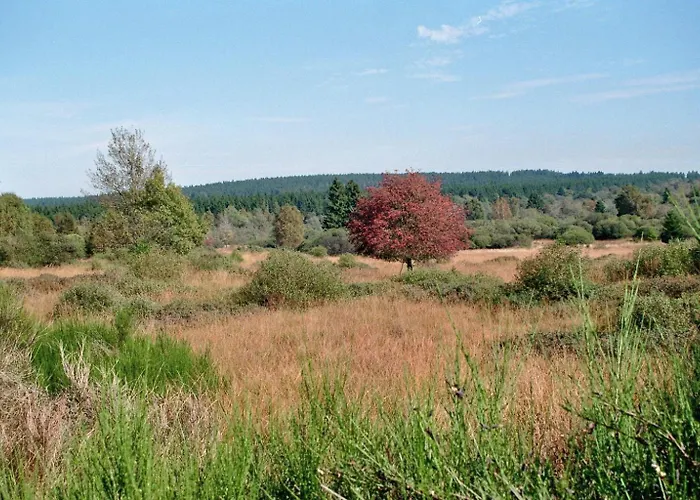 Zimmermanns 2 * 蒙绍